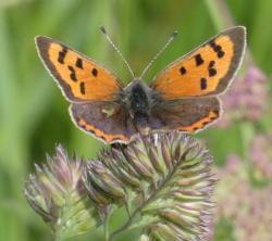 A small copper butterfly